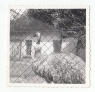 ZOO KRAKÓW OGRÓD ZOOLOGICZNY STRUŚ LATA 50-TE