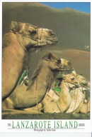 LANZAROTE - PARK NARODOWY DE TIMANFAYA - WIELBŁĄD - WYSPY KANARYJSKIE