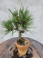 Pinus Thunbergii Corticosa