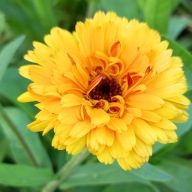 Nagietek lekarski - 50 nasion