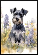 A2 59,4x42 PLAKAT OBRAZ AKWARELA, PIES RASA SZNAUCER MINIATUROWY 5