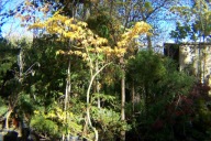 Klon orande japoński 12 letni szczepiony horyzontalny w misie na taras inny