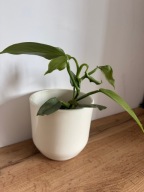 Philodendron 'Silver Queen' P10 ~15 cm r.M