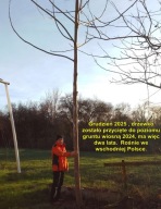 tegoroczne sadzonki Paulownia (drzewo tlenowe), odmiana Shantong oraz Z07.