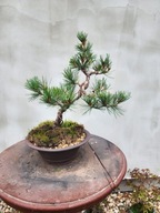 Sosna drobnokwiatowa parviflora Azuma Bonsai
