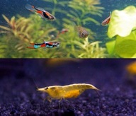 Gupiki Endlera standard 5x krewetki żółte 5x