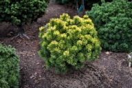 JEDYNA TAKA Sosna górska 'Butternut' Pinus mugo