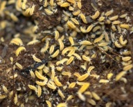 Skoczogonki żółte Ekipa sprzątająca 100-200 sztuk