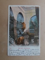 Buda dla niedźwiedzi. Z Sarajewa do Gimnazjum w Snopkowie ( Lwów ).