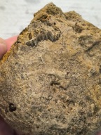 Skamieliny minerały koralowce