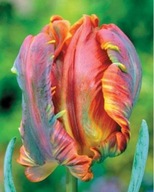 TULIPAN WIELOKOLOROWY RAINBOW sadzonka w pojemniku na balkony i tarasy