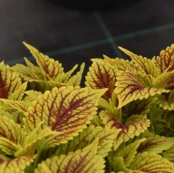 Roślina Koleus Coleus SOLAR FIRE KOLOROWE LISTKI