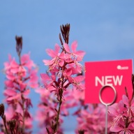 Gaura Steffi Dark Rose RÓŻOWE KWIATY