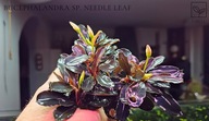 Bucephalandra sp. Needle Leaf kolekcja od fibell