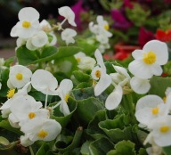 Begonia semperflorens Brasil White ZESTAW 10 SIEWEK PIĘKNE KWIATY
