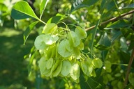 Parczelina trójlistkowa Ptelea trifoliata wybitnie miododajna
