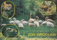 WROCŁAW - ZOO - CZERWONAK - PATAS - PYTON TYGRYSI - WIELBŁĄD JEDNOGARBNY