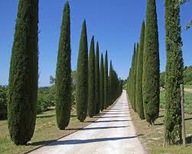 Cyprys wiecznie zielony na żywopłot sadzonki