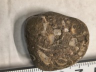 Agat mszysty muszlowy