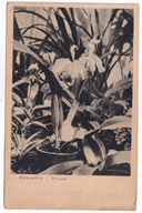 Poznań Palmiarnia 1949r. Wirnik Targów obieg do Stanin Tuchowicz pow. Łuków