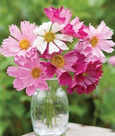 ONĘTEK KOSMOS COSMOS MIX KOLORÓW 50 sztuk sadzonki miododajne wieloletnia