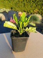 Roślina DO CIENIA orientalna Aucuba japońska Variegata w doniczce P9