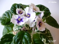 Fiołek afrykański @cięty liść @LE-Galina @ standard