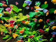 Tetra - mix kolorów