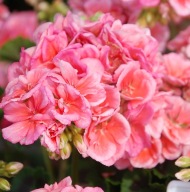 Pelargonia ŁOSOSIOWA zonale Grandeur Classic Salmon