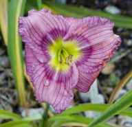 Liliowiec Siloam New Toy