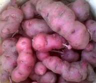 ZDROWE RÓŻOWE CZERWONE ZIEMNIAKI -ROTER FINGERLING 2 KG