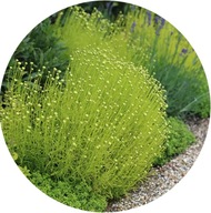 Santolina rozmarynolistna 'Lemon Fizz', 1 5L