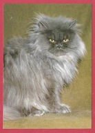 Kot kotek koty rasa harce kot w życiu człowieka pocztówka