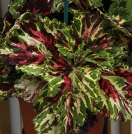 Koleus Coleus Kong Mosaic DUŻY