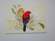 Stary telegram - Dwa ptaki w gnieździe - telegram z lat 70-tych