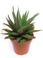 Haworthia Zebra haworsja don. 9 cm