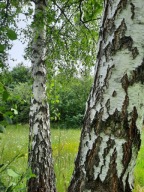 Brzoza betula drzewo brzozowe sadzonka w doniczce biała kora