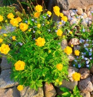 Pełnik - Trollius P9