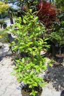 Guzikowiec Amerykański drzewkowy szczepiony inny