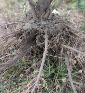 3szt Drzewa Tlenowe Oxytree Sadzonki Paulownia 2 lata CERT 1-2m (cięte)