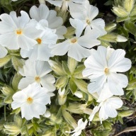 Floks szydlasty wiosenny płożący phlox subulata "Maischnee"