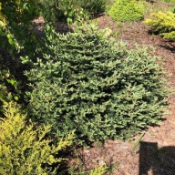ŚLICZNY KARZEŁEK Jodła Frasera 'Rawls' c5