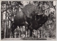 SPAŁA ŻUBR W PARKU FWP /U13