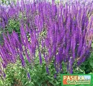 Szałwia łąkowa (Salvia pratensis)-miododajna 5szt