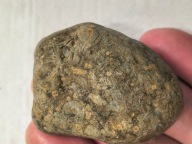 Skamieniałe koralowce algi glony agaty muszlowe