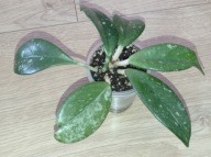 Hoya Hoja CARNOSA WILBUR GRAVES ukorzeniona