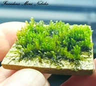 Fissidens sp. Mini Nobilis 15 gałązek od fibell