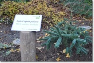 Abies numidica 'Pendula' - śliczna !!!!!