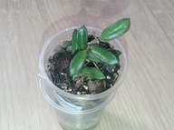 Hoya Hoja sp. KENTIANA MINI ukorzeniona