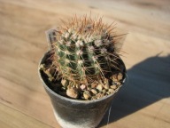 Kaktus , Notocactus roseoluteus